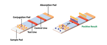 Blood Glucose Test Strips