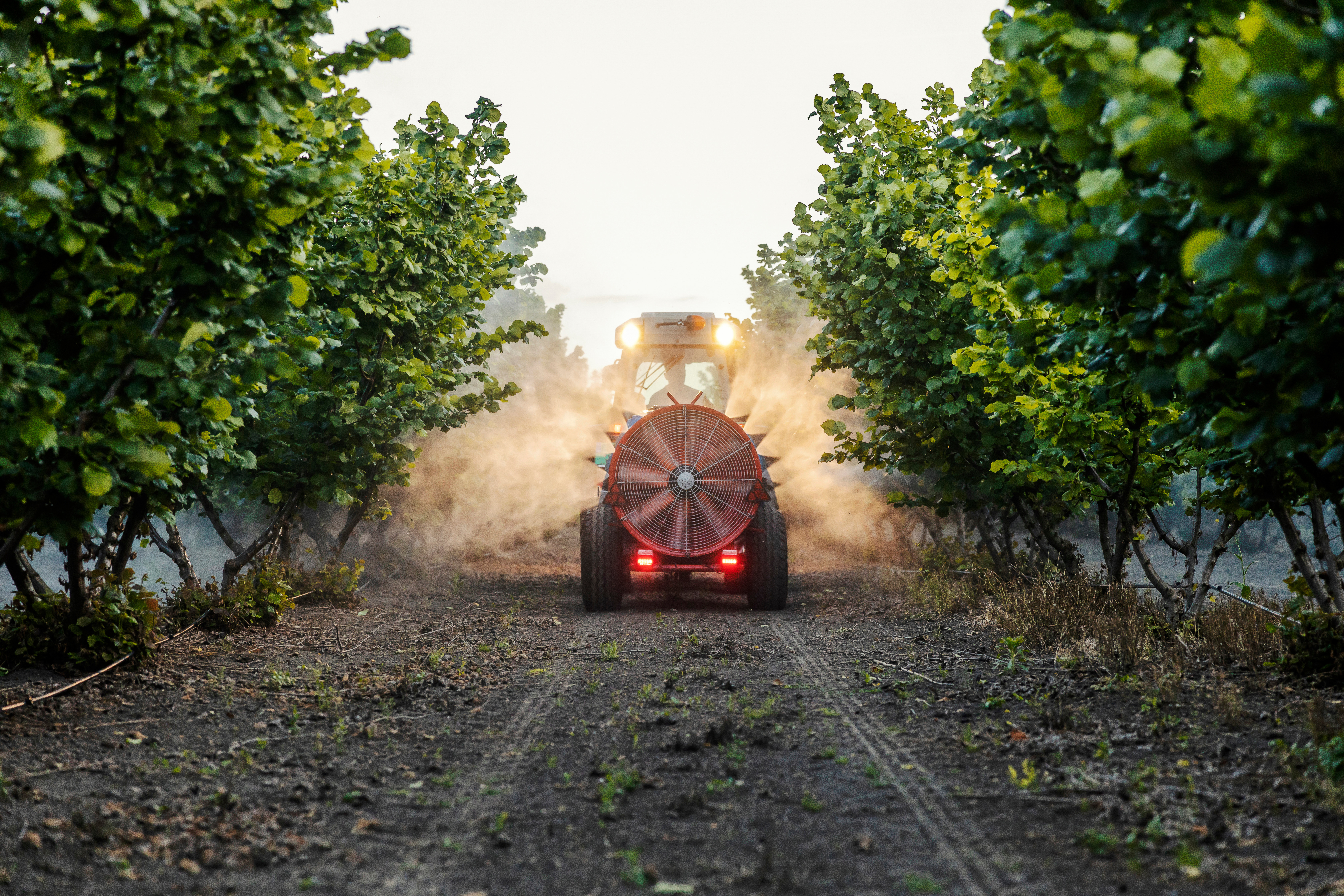 ORCHARD_arag.jpg
